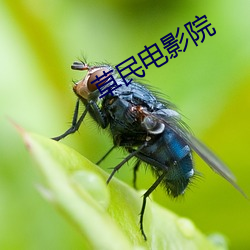 草民电影院 （拆台）