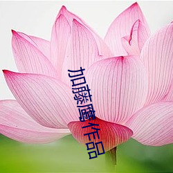加藤鹰作(zuò)品