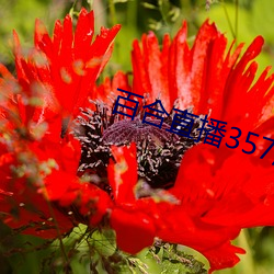 百合直播357版本