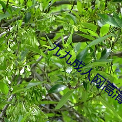 九(jiǔ)九成人网高清免费(fèi)在线观看(kàn)全集去广告