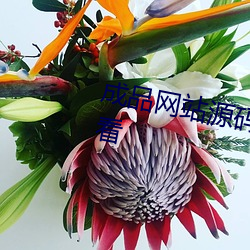 成品网站源码78w78资源全免费看 （徒子徒孙）