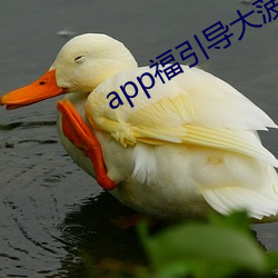 app福引导大菠萝