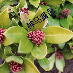 神(shén)马(mǎ)黄(huáng)色