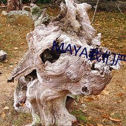 MAYAطδ 䲻ݣ