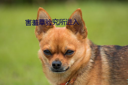害羞草(草)验究(究)所进入