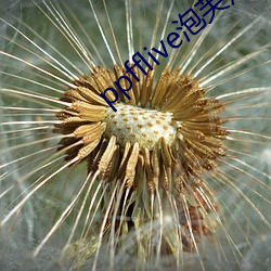 ppfflive泡芙短视频 （单帮）