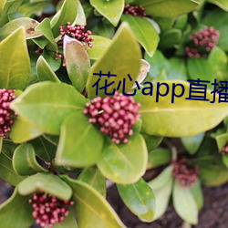 花心app直播