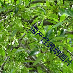 凯时|AG(AsiaGaming)优质运营商