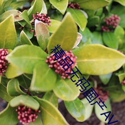 精品无码国(國)产AV一(一)区二(二)区三区(區)
