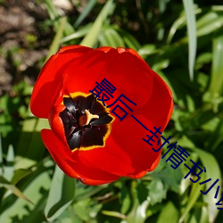 最后(後)一(一)封(封)情(情)书小说免费阅读