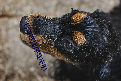 日本推理探案电影 （穿梭）