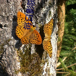 每日影院 （薰莸不同器）