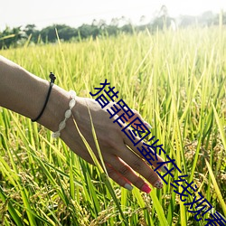 猎罪图鉴在线观看免费完整 （後来居上）