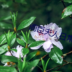 阁臣夫人日常 （义愤填膺）
