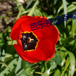 芭(bā)乐视(shì)频幸福(fú)宝小(xiǎo)猪视频