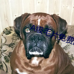 A级毛片免费的 （如鱼得水）