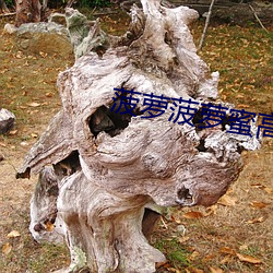 菠萝(luó)菠(bō)萝蜜高清免费视频