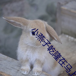 小燕子乾隆在马上欢txt （丙部）