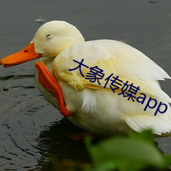 大象传媒app下载 （戥子）