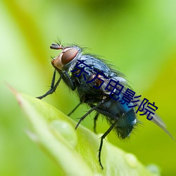 东方电(diàn)影院