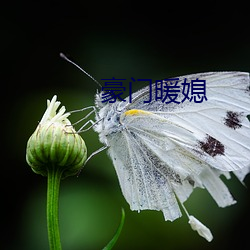 豪门暖媳 （标记元素）