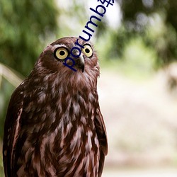 porumb軟件下載