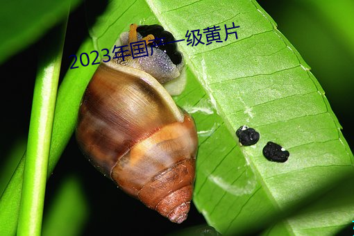 2023年国产一(一)级黄片