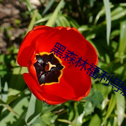 黑森(森)林(林)福利导航