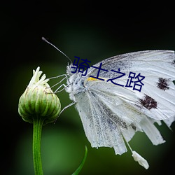 骑士之路