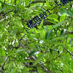 杨思敏1一5集国(guó)语版在线(xiàn)播放