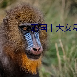 泰国十(十)大女星