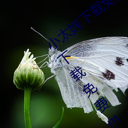小太妹下载免费mp3下载安装苹果(小太妹下载免费mp3下载安 （风貌）