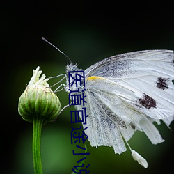 医道官途小说 （平分秋色）