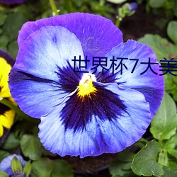 世界杯7大美女