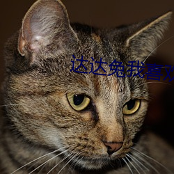 达达兔我喜欢你 （天知道）