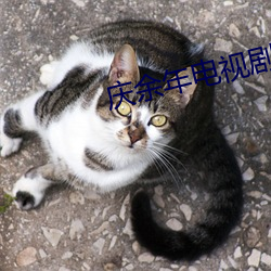 慶余年電視劇免費觀看完整