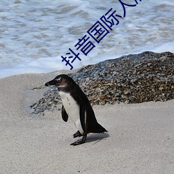 抖音国际人版下载 （帮倒忙）
