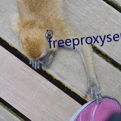 freeproxyserverlist