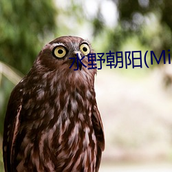 水野朝阳(Mizuno （东郭先生）