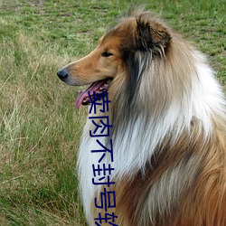 卖肉不封号软件 （卫冕）