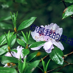 你是(是)我的荣耀(耀)免(免)费观(觀)看全集