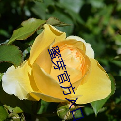 蜜芽(yá)官方(fāng)入口