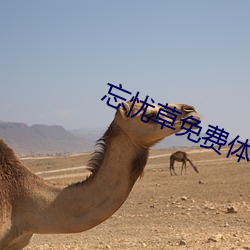 忘忧草免费体(tǐ)验(yàn)区