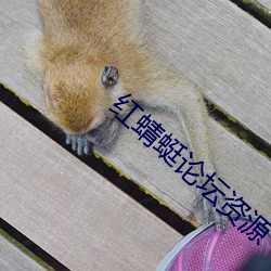 红蜻蜓论坛(壇)资源(源)