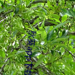 秋葵app下载免费下载丝瓜二维码