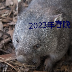 2023年春晚節目單完整版