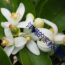 沣满的家教老师