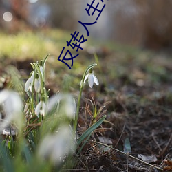 反(fǎn)转人生(shēng)小说(shuō)
