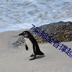 7朵郁金香撑起上海(hǎi)武(wǔ)康路