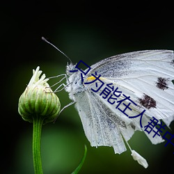 只(zhǐ)为能(néng)在人(rén)群中多看(kàn)你一眼